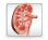 icon-kidney